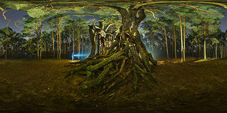 Wolzig Wurzelkiefer - Panorama
